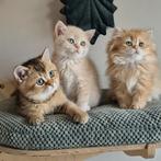 Prachtige Britse korthaar kittens, Dieren en Toebehoren, Katten en Kittens | Raskatten | Korthaar, Meerdere dieren, Gechipt, 0 tot 2 jaar