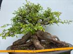 Bonsai Ulmus, knots van een boom, zie je nooit, Ophalen, Overige soorten, Minder dan 100 cm