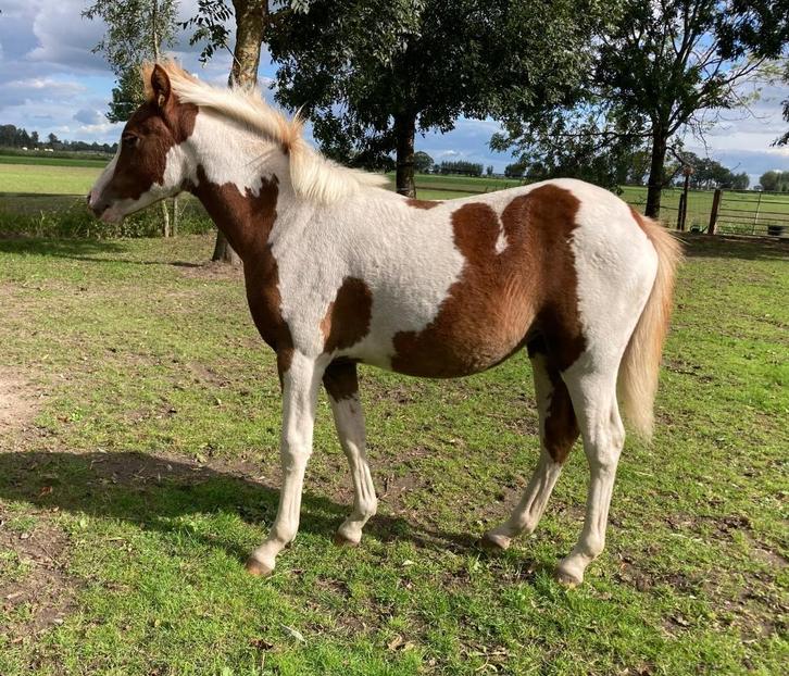 Prachtig veulen (C-pony, april 2025), Dieren en Toebehoren, Pony's, Merrie, Niet van toepassing, C pony (1.27m tot 1.37m), Recreatiepony