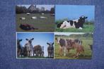 Art Unlimited Toon Roest koeien (4 kaarten), Verzamelen, Ansichtkaarten | Dieren, Gelopen, Overige soorten, Ophalen of Verzenden