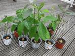 Avocado planten, Huis en Inrichting, Kamerplanten, Groene kamerplant, Ophalen, Overige soorten, Minder dan 100 cm