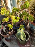 Div.kaktussen of vetplant, Huis en Inrichting, Kamerplanten, Ophalen, Halfschaduw, Minder dan 100 cm