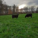 Black Angus koeien, Dieren en Toebehoren, Runderen, Vrouwelijk