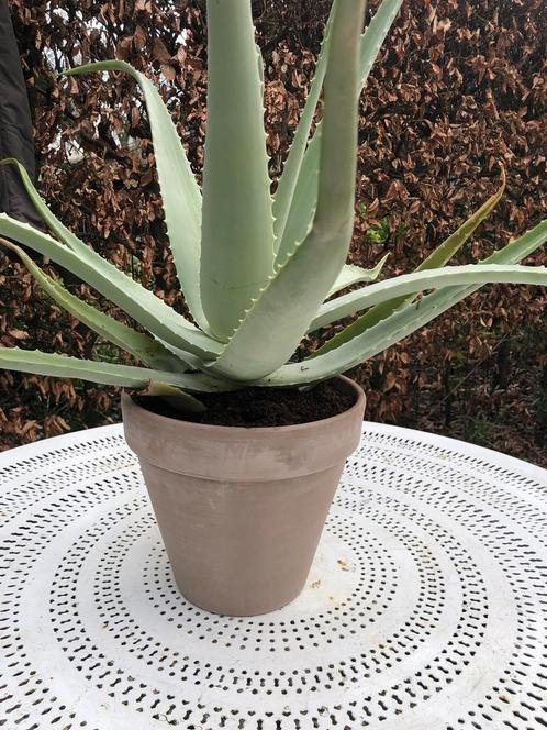 Mega grote Aloë 2 stuks in rood stenen pot, Huis en Inrichting, Kamerplanten, Cactus, Minder dan 100 cm, Volle zon, In pot, Ophalen