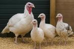 Kalkoenen te koop, Meerdere dieren, Kalkoen