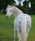 Gezocht Verzorger / Bijrijder D pony Wapenveld, Ophalen, Nieuw, Dressuur