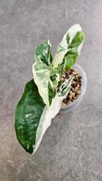 Syngonium Albo Variegata #1, Huis en Inrichting, Kamerplanten, Ophalen of Verzenden, Overige soorten, Minder dan 100 cm