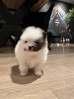 Pomeranian Reutje 5 weken, met Stamboom!, Dieren en Toebehoren, Honden | Poolhonden, Keeshonden en Oertypen, Keeshond, Reu, CDV (hondenziekte)