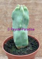 TOTEMPAAL CACTUS - Lophocereus schottii forma monstruosus, Volle zon, Verzenden, 200 cm of meer, In pot