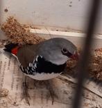 Te koop Diamantvink  MAN 2x, Dieren en Toebehoren, Vogels | Overige Vogels, Mannelijk, Geringd