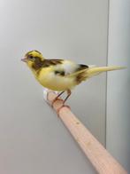 Kanarie man - Timbrado x Geel intensief, Dieren en Toebehoren, Vogels | Kanaries, Mannelijk, Kleurkanarie