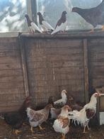 Diverse mooie raskippen, kriel kippen, Leg hennen, zie adver, Meerdere dieren, Kip
