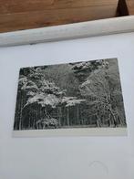 M. KERS 1999. LOEDENSE BOS, Ophalen of Verzenden, 1980 tot heden