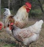 GROTE HANEN............................., Dieren en Toebehoren, Pluimvee, Mannelijk, Kip