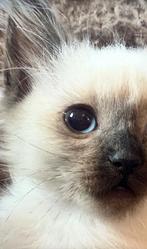 100% ragdoll kittens nog 1 kater seal point mogen verhuizen, Dieren en Toebehoren, Meerdere dieren, Gechipt, 0 tot 2 jaar