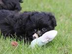 Knappe Kruising Boomer pups., Nederland, Overige rassen, 8 tot 15 weken, CDV (hondenziekte)