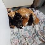 kittens, Dieren en Toebehoren, Katten en Kittens | Raskatten | Korthaar, Meerdere dieren, 0 tot 2 jaar