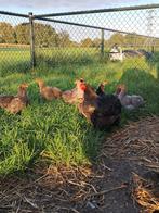 Jonge cochin krielhanen, Dieren en Toebehoren, Pluimvee, Meerdere dieren, Kip