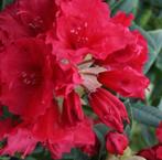 Forse Red Jack Rhodondendron struiken, Ophalen of Verzenden, Rhododendron, Struik, Minder dan 100 cm