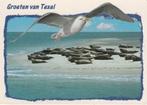 TEXEL Zeehonden Groeten, Verzamelen, Ansichtkaarten | Nederland, Gelopen, Waddeneilanden, Verzenden, 1980 tot heden