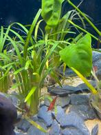 Jonge caridina garnalen rood, Dieren en Toebehoren, Vissen | Aquariumvissen, Kreeft, Krab of Garnaal