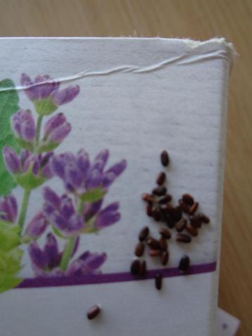 LAVENDEL ZAAD LAVANDULA - nieuwe oogst! beschikbaar voor biedingen