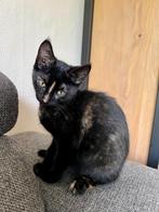 Kitten 13 weken oud, Dieren en Toebehoren, Katten en Kittens | Overige Katten, Poes, Kortharig, 0 tot 2 jaar