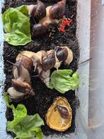 Mooie, jonge agaatslakken zoeken een nieuwe omgeving., Ophalen, Nieuw, Terrarium of Paludarium