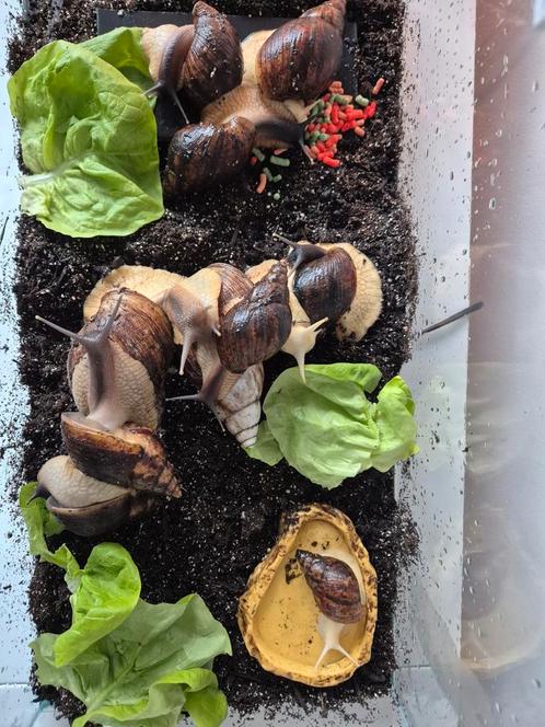 Mooie, jonge agaatslakken zoeken een nieuwe omgeving., Dieren en Toebehoren, Reptielen en Amfibieën | Toebehoren, Nieuw, Terrarium of Paludarium