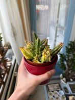 Vetplant (huernia zebrina variegata), Huis en Inrichting, Kamerplanten, Overige soorten, Ophalen of Verzenden, In pot, Minder dan 100 cm