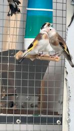 Putters Distelvink Carduelis Kleine putter 2025, Meerdere dieren, Wildzangvogel, Geringd
