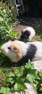 Twee super lieve cavia's, Cavia, Mannelijk, Januari, Tam