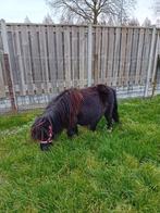 Te koop een drachtige mini merrie eneen bont mini hengstje, Dieren en Toebehoren, Pony's, Merrie, A pony (tot 1.17m), Gechipt