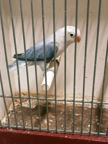 Prachtige piep jonge agapornis fisheri opaline euwing violet beschikbaar voor biedingen