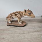 Opgezet Wild Zwijn Frischling opgezet baby jong taxidermie, Ophalen of Verzenden, Zo goed als nieuw, Wild dier, Opgezet dier