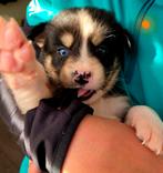 Kruising X Husky Pups! super mooi en lief!, 8 tot 15 weken, CDV (hondenziekte), Meerdere, Meerdere dieren