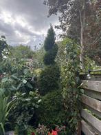 Draai conifeer, Tuin en Terras, Planten | Bomen, Ophalen, Bloeit niet, Halfschaduw, Overige soorten