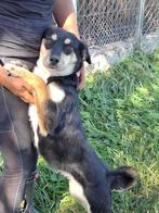 SUPER LIEF JONG TEEFJE CORAL, WIE GEEFT HAAR EEN TOEKOMST?, Particulier, 1 tot 2 jaar, Buitenland, Teef