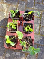moestuin plantjes: tomaat, komkommer, maïs, courgette, e.a., Zomer, Ophalen, Groenteplanten, Eenjarig