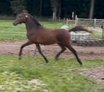 Mooie NRPS jaarling hengst, Dieren en Toebehoren, Pony's, Dressuurpony, 0 tot 2 jaar, Hengst, D pony (1.37m tot 1.48m)