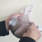 POSTDUIVEN PRACHTIGE ROODKRAS DOFFER  *DIRK VD BULKLIJN*, Dieren en Toebehoren, Mannelijk, Postduif