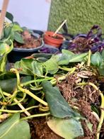 Gratis planten, Ophalen, Overige soorten, Minder dan 100 cm