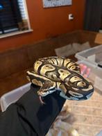 Ball python man, Dieren en Toebehoren, Reptielen en Amfibieën, Slang, Met terrarium, 3 tot 6 jaar