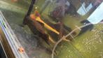 Redtail/roodstaart meerval, Dieren en Toebehoren, Vissen | Aquariumvissen, Vis