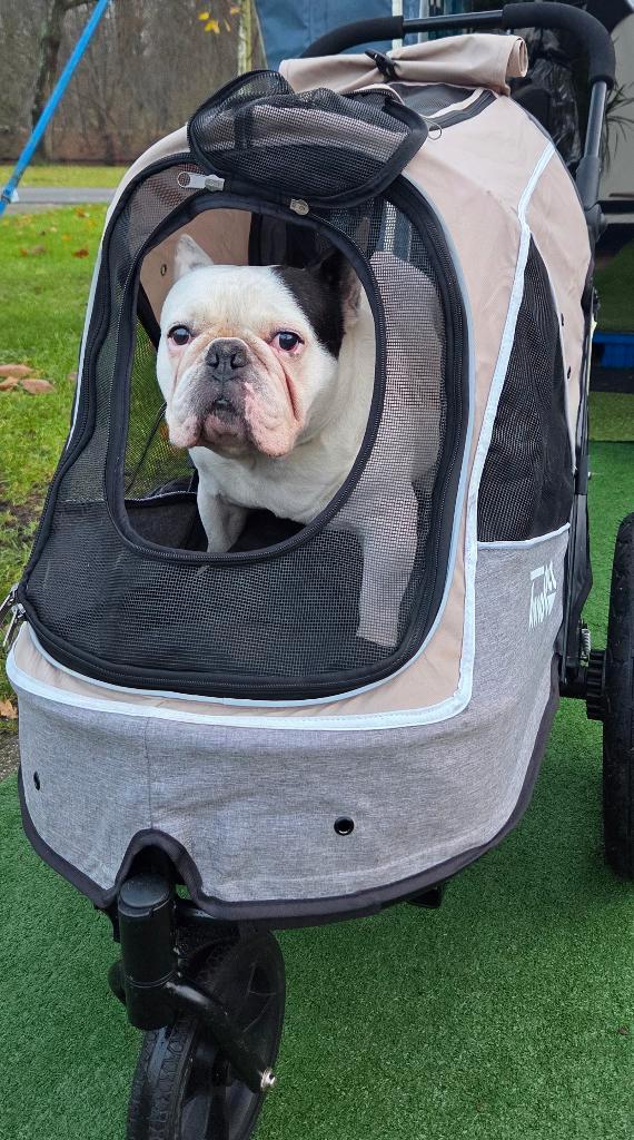 Hondenoppas gezocht vakantie eind januari, Diensten en Vakmensen, Dieren | Honden | Verzorging, Oppas en Les, Particuliere oppas