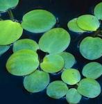 Aquariumplanten-Vlotvarentjes, Dieren en Toebehoren, Ophalen, Plant(en), Steen of Hout