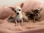 Chihuahua pups mini mooi gevlekt en super lief, Dieren en Toebehoren, Honden | Chihuahua's en Gezelschapshonden, CDV (hondenziekte)