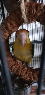Caique, Dieren en Toebehoren, Vogels | Parkieten en Papegaaien