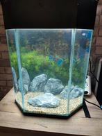 GEZOCHT: aquarium plantjes voor klein aquarium, Dieren en Toebehoren, Ophalen