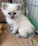 ragdoll kitten ( ZIJN ALLEMAAL GERESERVEERD), Dieren en Toebehoren, Katten en Kittens | Raskatten | Langhaar, Gechipt